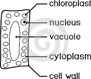Coloring page with simplified structure of plant cell chloroplast, nucleus, vacuole, cytoplasm and cell wall. photo